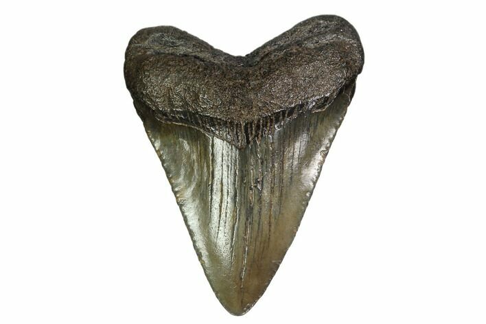 Juvenile Megalodon Tooth - Georgia #158787